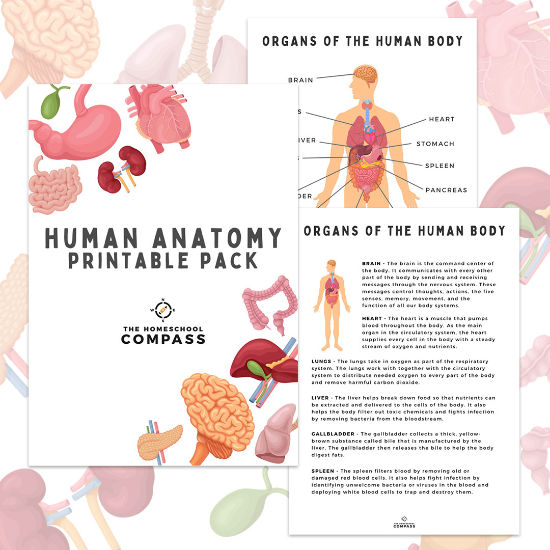 Free Human Anatomy Printable Pack - Homeschool Compass throughout Free Printable Human Anatomy Worksheets