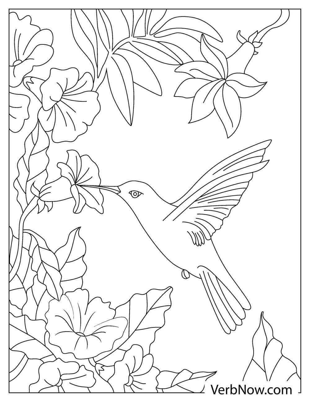 Free Hummingbird Coloring Pages For Download (Printable Pdf) regarding Free Printable Pictures Of Hummingbirds