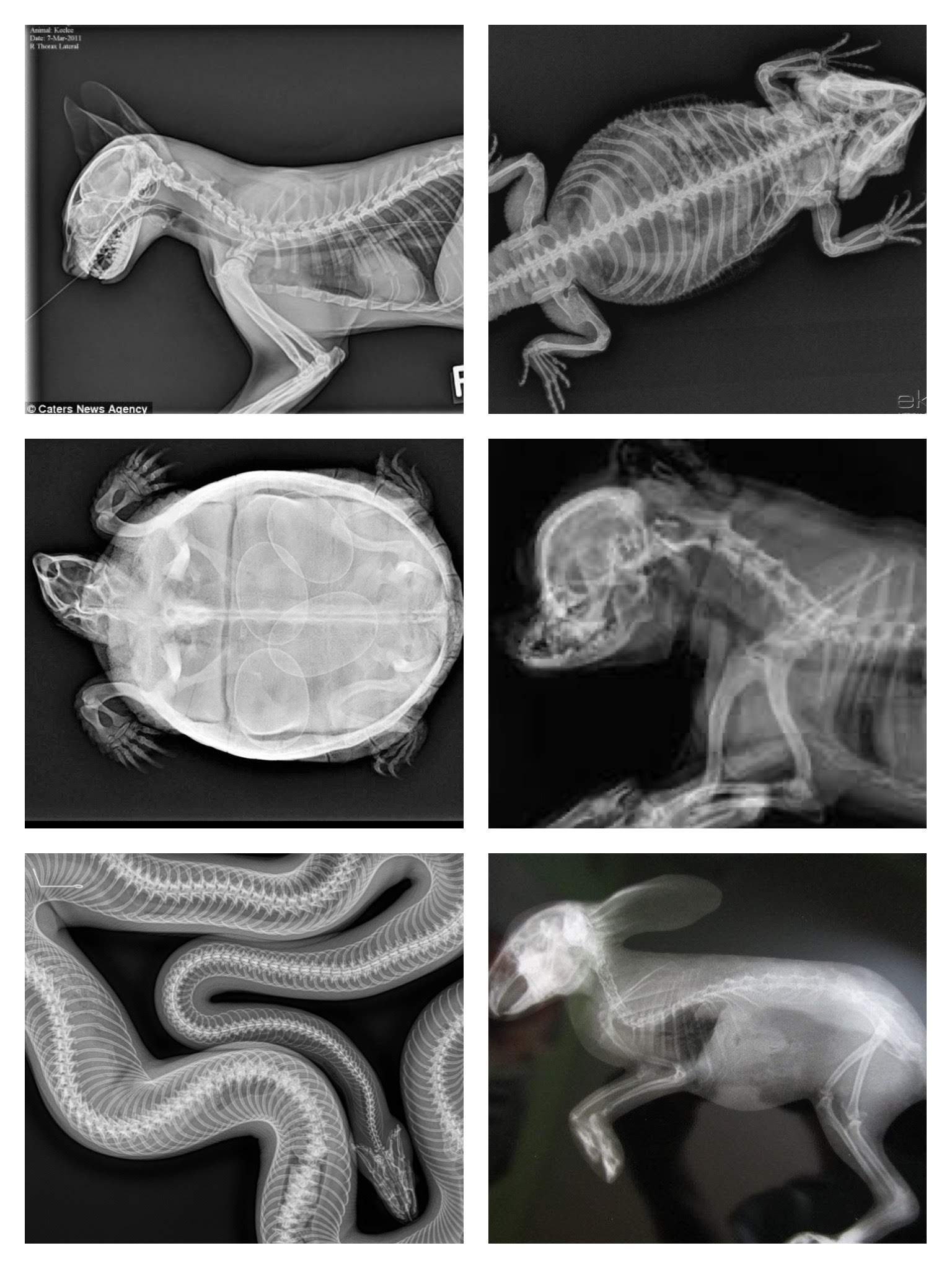 Free Printable Animal Xrays with regard to Free Printable Animal X Rays