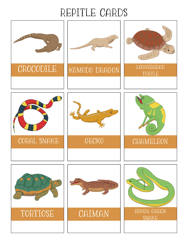 Free Reptiles Worksheets Kids Love - With Printables - Worksheets for Free Printable Reptile Worksheets