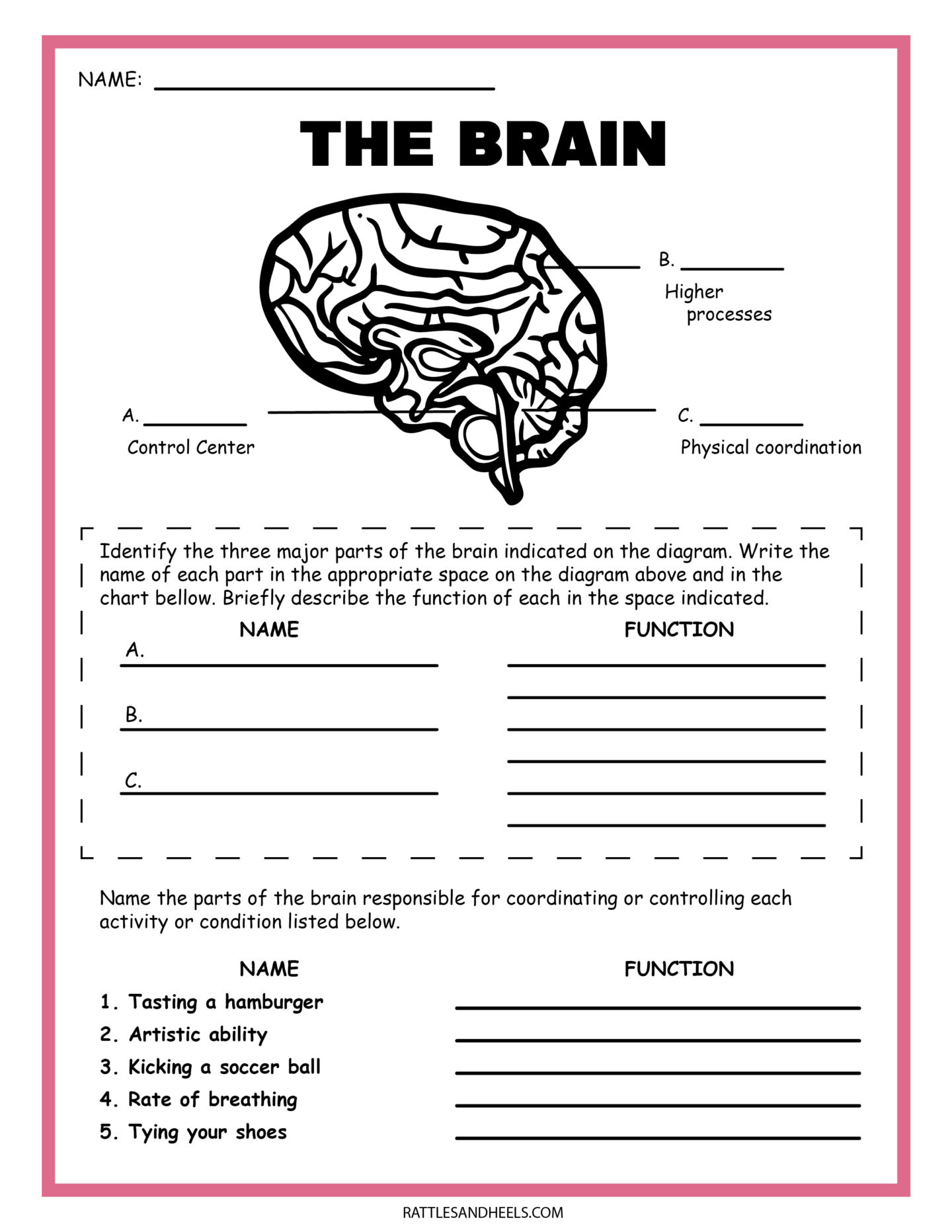 Free Science Worksheets| The Nervous System - within Free Printable Science Worksheets For Grade 2