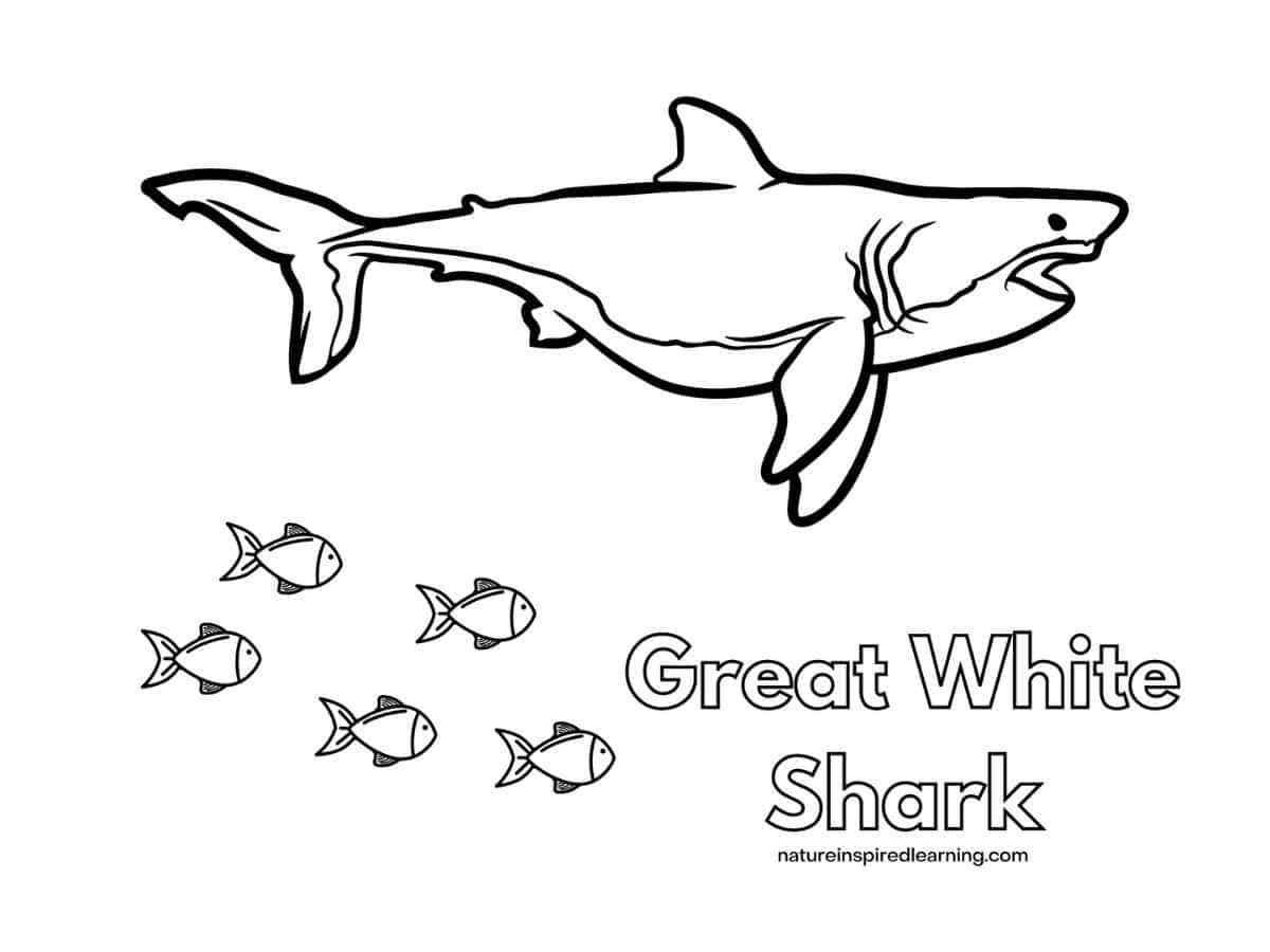 Great White Shark Coloring Pages - Nature Inspired Learning inside Free Printable Great White Shark Coloring Pages