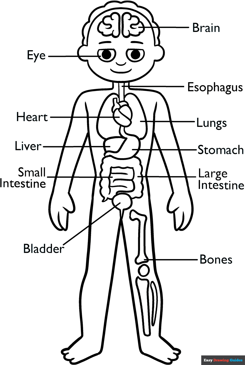 Human Anatomy For Kids Coloring Page | Easy Drawing Guides with Free Anatomy Coloring Pages Printable