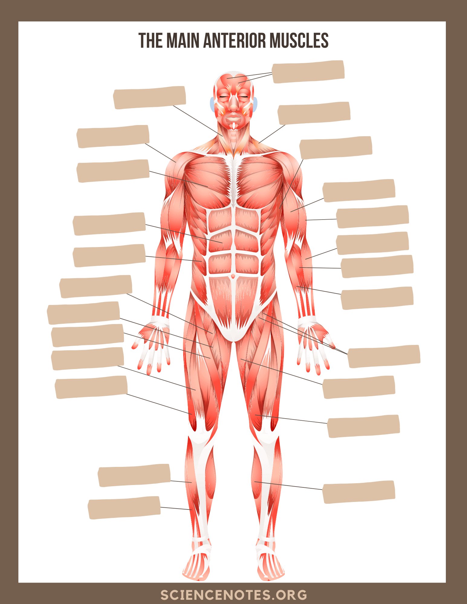 Human Anatomy Worksheets And Study Guides - Worksheets Library inside Free Printable Human Anatomy Worksheets