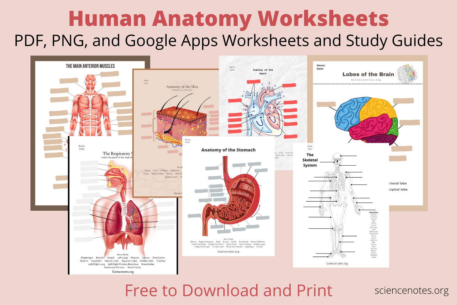 Human Anatomy Worksheets And Study Guides - Worksheets Library intended for Free Printable Human Anatomy Worksheets