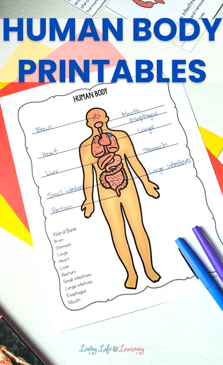 Human Body Printables For Kids - Worksheets Library inside Free Printable Human Anatomy Worksheets