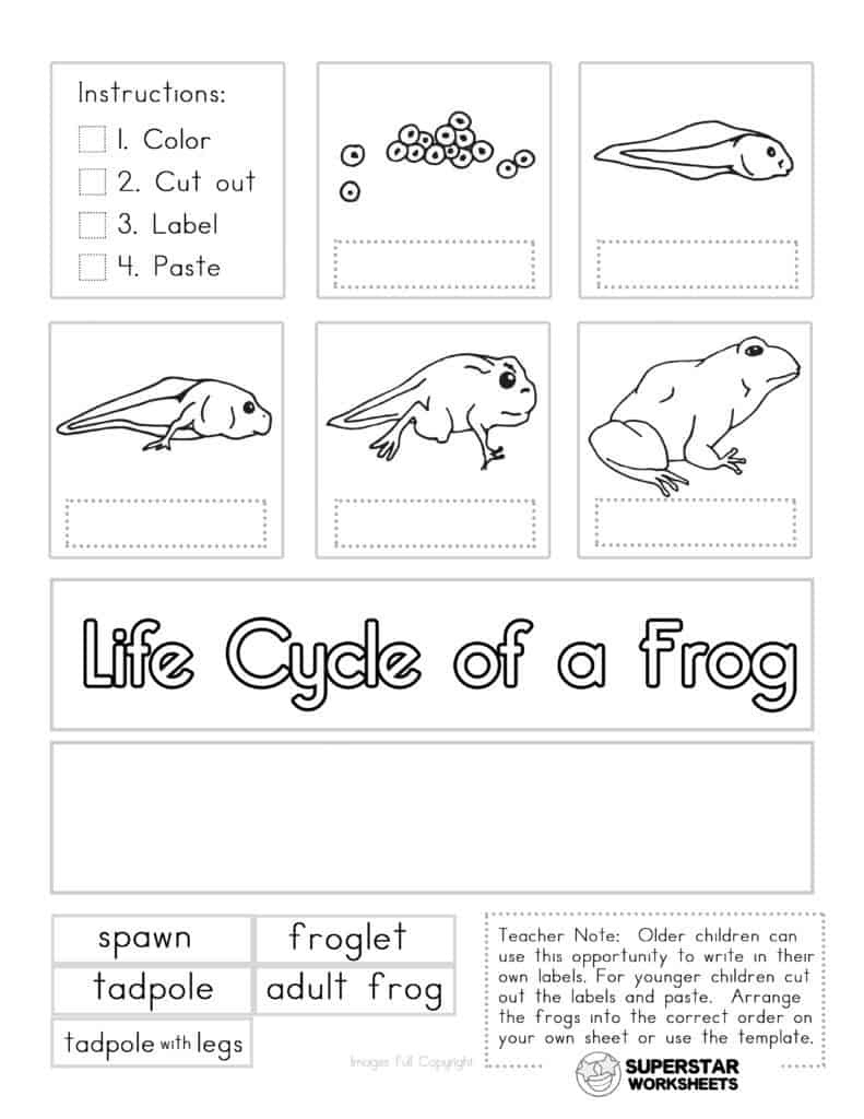 Life Cycle Of A Frog Worksheets - Superstar Worksheets regarding Life Cycle Of A Frog Free Printable Book