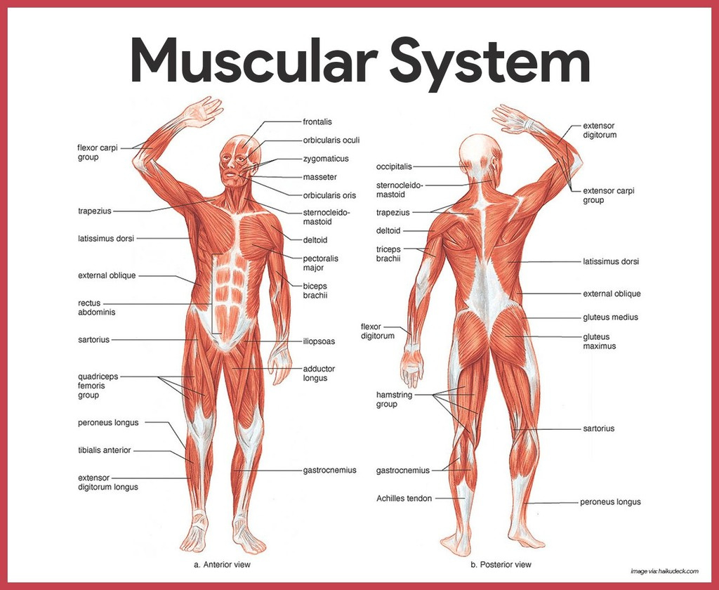 Muscular System Vocabulary Diagram | Quizlet in Free Printable Muscle Flashcards