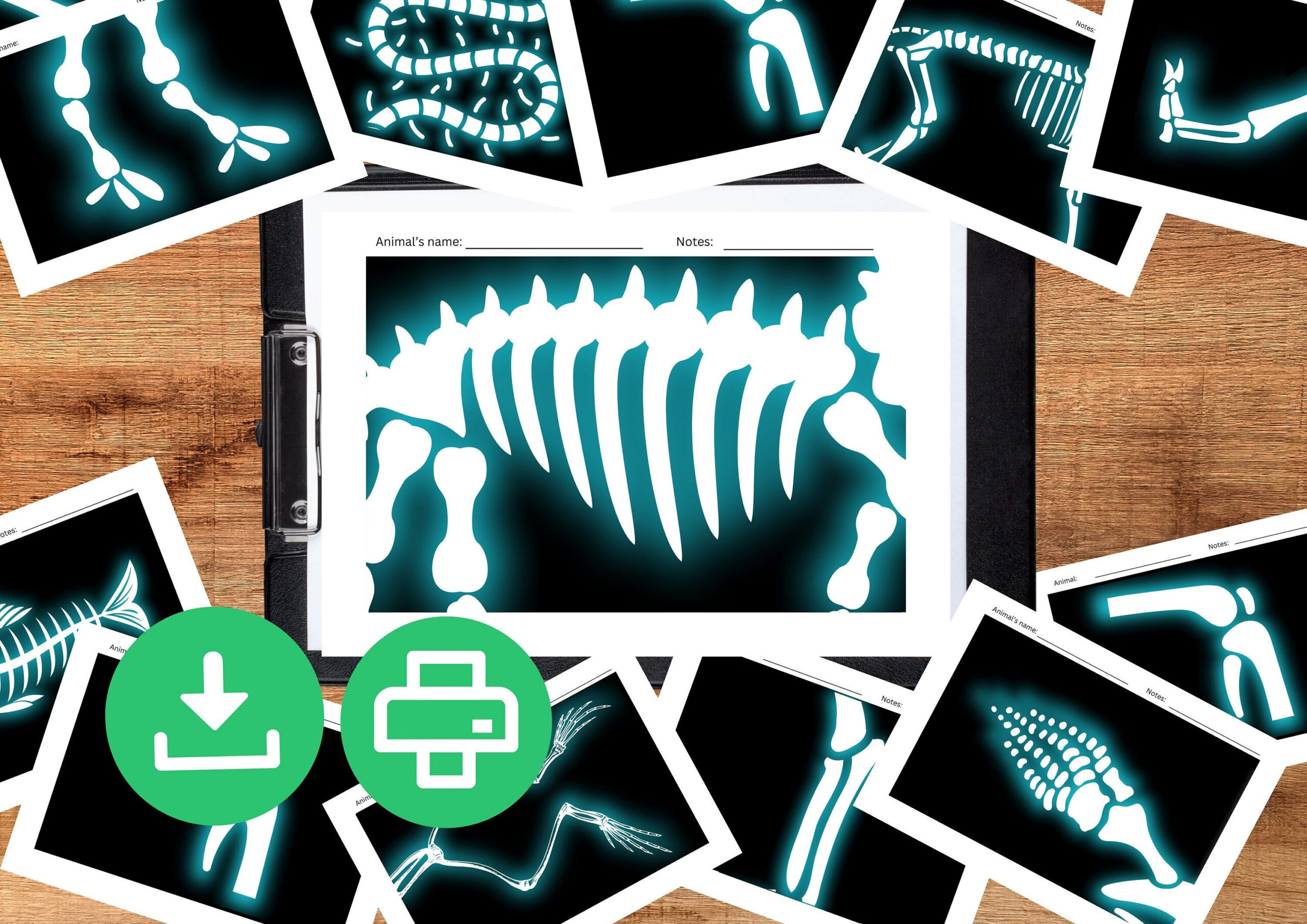 Printable Animal X-Rays For Kids. Pretend Play Kids X-Ray Activity with Free Printable Animal X Rays