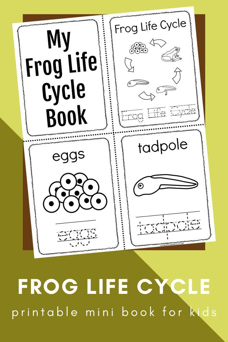 Printable Frog Life Cycle Book for Life Cycle Of A Frog Free Printable Book