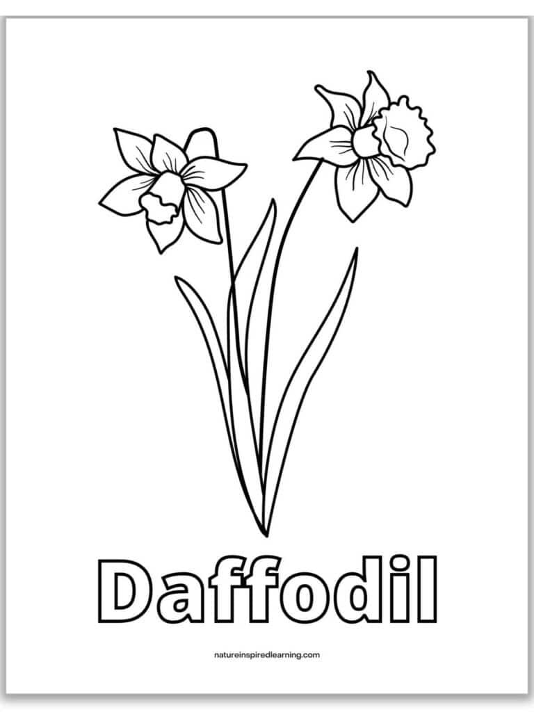 Realistic Daffodil Coloring Pages - Nature Inspired Learning in Free Printable Pictures Of Daffodils