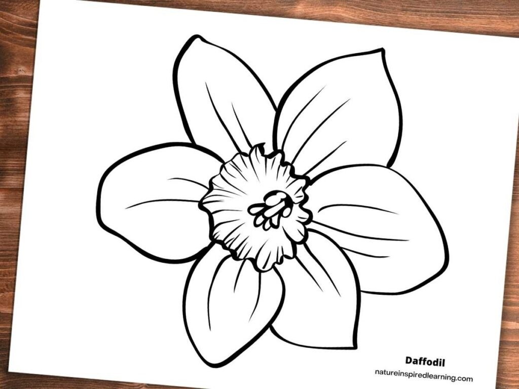 Realistic Daffodil Coloring Pages - Nature Inspired Learning within Free Printable Pictures Of Daffodils