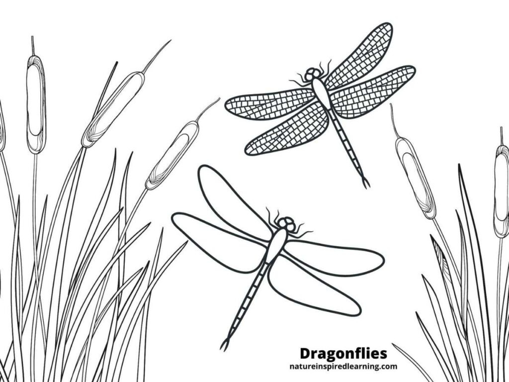 Realistic Dragonfly Coloring Pages - Nature Inspired Learning in Free Printable Pictures Of Dragonflies