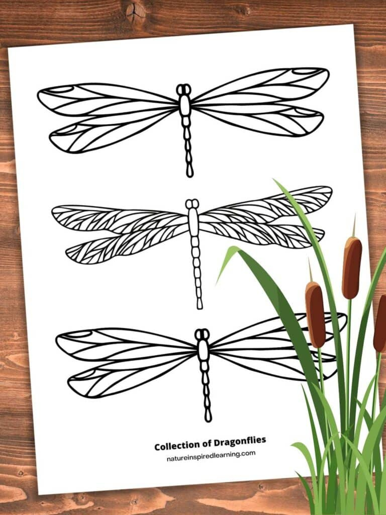 Realistic Dragonfly Coloring Pages - Nature Inspired Learning intended for Free Printable Pictures Of Dragonflies