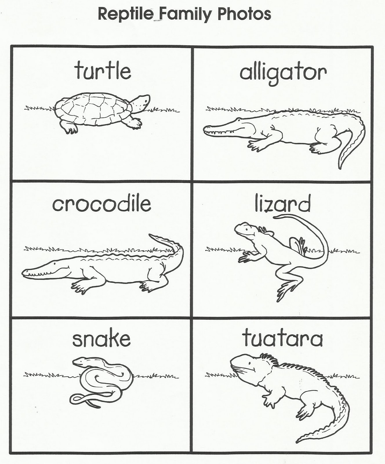 Reptile Worksheets Free Printable within Free Printable Reptile Worksheets